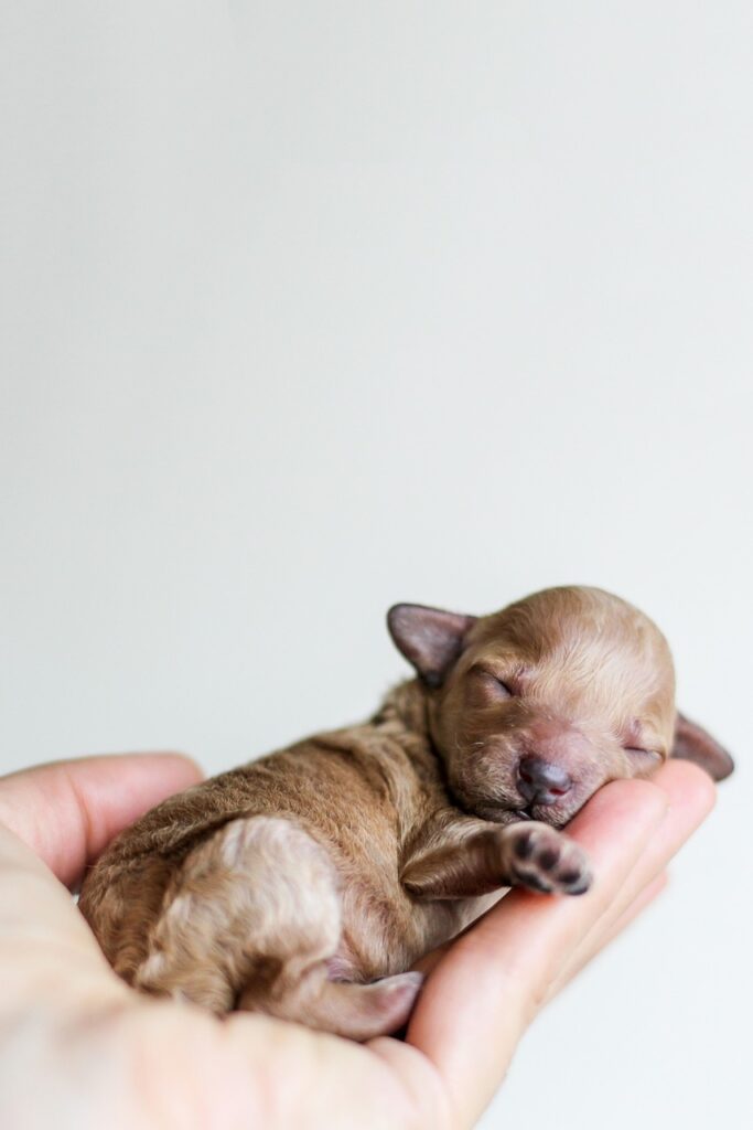 puppy, canine, pet, animal, hand, palm, dog, sleeping